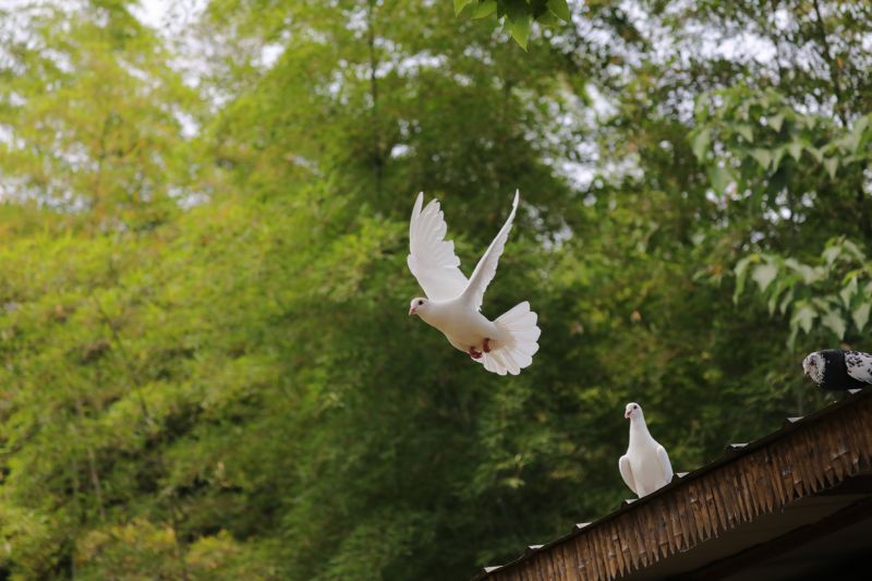 Bird Dropping Removal