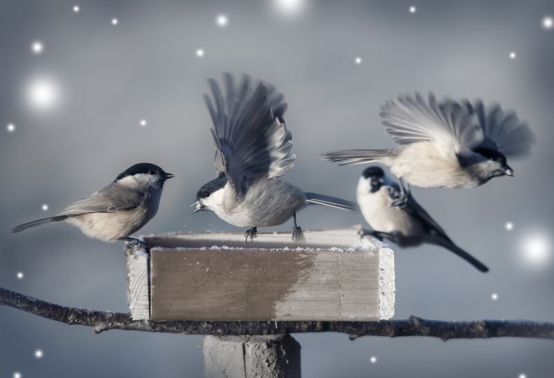 Bird Dropping Removal