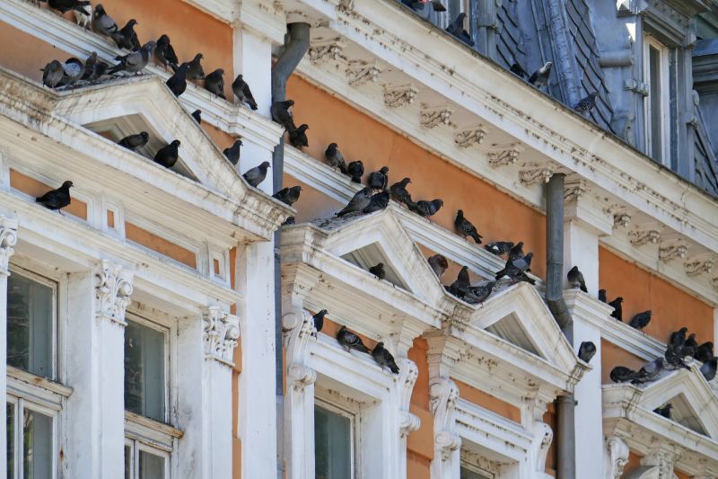 Bird Droppings on Building Facade